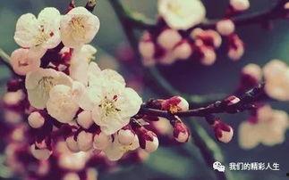 下山后，桃花朵朵开,桃花盛开，春意盎然