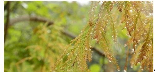 夏季雨,探寻夏季降雨的奥秘与魅力